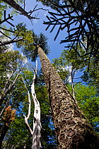 Looking up at trees including Chilean pines in the Lakes region of central Chile, 2008.