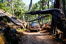 Four wheel drive vehicle driving under low trees in the Lakes region of central Chile, 2008.