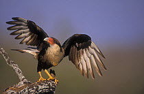 Crested / Common caracara (Caracara plancus) with wings stretched, Texas, USA