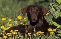 Chocolate Labrador Retriever lying down in field with dandelions, Colorado, USA