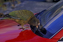 Kea (Nestor notabilis) trying to remove rubber trim from car windscreen, South Island, New Zealand