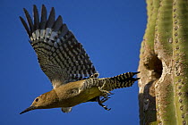 Gila woodpecker (Melanerpes uropygialis) flying from nesting hole in Saguaro cactus, Sonoran desert, Arizona, USA