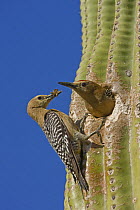 Gila woodpecker (Melanerpes uropygialis) female brings prey to nest, male about to leave nest in Saguaro cactus, Sonoran desert, Arizona, USA