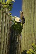 Gila woodpecker (Melanerpes uropygialis) female feeding on nectar and insects in Saguaro cactus blossom, Sonoran desert, Arizona, USA
