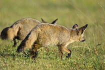 Bat-eared fox {Otocyon megalotis} pair hunting, Masai Mara Triangle, Kenya