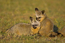 Bat-eared fox {Otocyon megalotis} mutual grooming, Masai Mara Triangle, Kenya