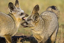 Bat-eared fox {Otocyon megalotis} 7-months pups playing, Masai Mara Triangle, Kenya