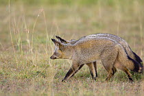 Bat-eared fox {Otocyon megalotis} pair hunting, Masai Mara Triangle, Kenya