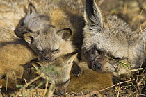 Bat-eared fox {Otocyon megalotis} adult resting with three 4-weeks pups, Masai Mara Triangle, Kenya
