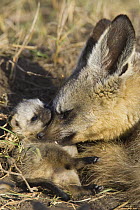 Bat-eared fox {Otocyon megalotis} adult grooming 4-weeks pup, Masai Mara Triangle, Kenya