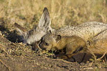 Bat-eared fox {Otocyon megalotis} adult and 4-weeks pup resting, Masai Mara Triangle, Kenya