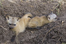 Bat-eared fox {Otocyon megalotis} two 4-weeks pups in earth burrow, Masai Mara Triangle, Kenya