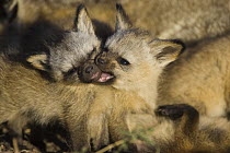 Bat-eared fox {Otocyon megalotis} 4-weeks pups playing, Masai Mara Triangle, Kenya