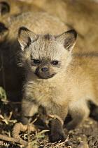 Bat-eared fox {Otocyon megalotis} 5-weeks pup, Masai Mara Triangle, Kenya