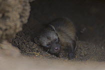 Bat-eared fox {Otocyon megalotis} 4-day pup inside den, Masai Mara Triangle, Kenya