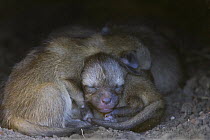 Bat-eared fox {Otocyon megalotis} 5-day pups inside den, Masai Mara Triangle, Kenya