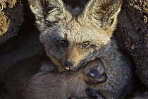 Bat-eared fox {Otocyon megalotis} adult with 8-day pup in den, Masai Mara Triangle, Kenya