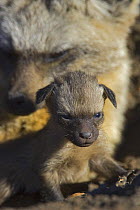 Bat-eared fox {Otocyon megalotis} adult with 10-day pup in den, Masai Mara Triangle, Kenya