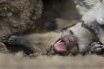 Bat-eared fox {Otocyon megalotis} 13-day pup in den, yawning, Masai Mara Triangle, Kenya