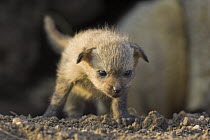 Bat-eared fox {Otocyon megalotis} 14-day pup exploring den, Masai Mara Triangle, Kenya