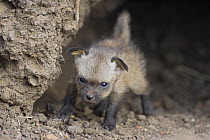 Bat-eared fox {Otocyon megalotis} 15-day pup exploring den, Masai Mara Triangle, Kenya