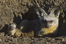 Bat-eared fox {Otocyon megalotis} adult with 11-day pup in den, Masai Mara Triangle, Kenya