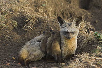 Bat-eared fox {Otocyon megalotis} adult with three 16-day pups in den, Masai Mara Triangle, Kenya