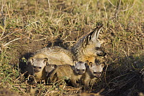 Bat-eared fox {Otocyon megalotis} adult with four 4-weeks pups in den, Masai Mara Triangle, Kenya