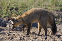 Bat-eared fox {Otocyon megalotis} digging for termites and dung beetle larvae, Ngorongoro Conservation Area, Tanzania