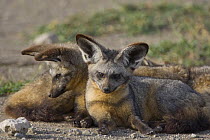 Bat-eared fox {Otocyon megalotis} pair resting, Ngorongoro Conservation Area, Tanzania