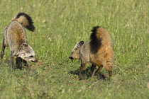 Bat-eared fox {Otocyon megalotis} two 8-months pups playing, Masai Mara Reserve, Kenya