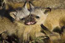 Bat-eared fox {Otocyon megalotis} 4-week pups playing, Masai Mara Reserve, Kenya