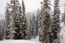Forest on a snowy day. East Rosebud Creek drainage, Beartooth Mountains, Montana, USA. May 2008