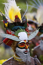 Villager in traditional feathered headdress at Payakona Village singsing ceremony. Mount Hagen vicinity in the Western Highlands Province, Papua New Guinea. September 2004