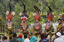 Villagers in traditional costume at Payakona Village singsing ceremony. Mount Hagen vicinity in the Western Highlands Province, Papua New Guinea. September 2004