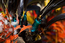 Traditional feathered headdress at Goroka Cultural Show in the Eastern Highlands Province, Papua New Guinea. September 2004