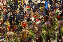 Villagers in traditional costume and feather headdress at Goroka Cultural Show in the Eastern Highlands Province, Papua New Guinea. September 2004