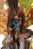 Detail of feathers of Brown Sicklebill Bird of Pardise used in traditional headdress, Western Highlands Province, Papua New Guinea. September 2004