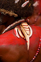 Traditional jewellry made from Hornbill beak worn by Huli Wigmen from Tari area, Southern Highlands Province, Papua New Guinea. September 2004