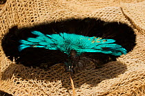 Detail of feathers of Superb Bird of Paradise prepared for traditional headdress, Mount Hagen, Western Highlands Province, Papua New Guinea. September 2004