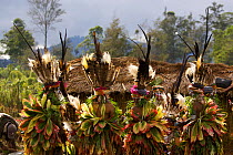 Members of a Western Highlands Province group prepare to perform in the cultural show. They are wearing Bird of Paradise and other plumes in their headdresses. Mount Hagen, Western Highlands Province,...