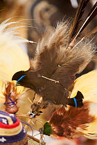 Feathers of Brown Sicklebill Bird of Paradise in traditional headdress, Mount Hagen, Western Highlands Province, Papua New Guinea. September 2004