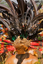 Headdress detail with feathers of Stephanie's Astrapia Birds of Paradise, Mount Hagen, Western Highlands Province, Papua New Guinea. September 2004