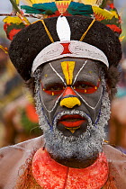 Man in traditional costume with painted face from Western Highlands or Enga Province. Mount Hagen, Western Highlands Province, Papua New Guinea. September 2004
