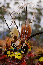 Traditional feathered headdress of Huli Wigmen from the Tari area, Southern Highlands Province. Mount Hagen, Western Highlands Province, Papua New Guinea. September 2004