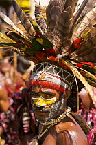 Villager with traditional feathered headdress in Goroka, Eastern Highlands Province, Papua New Guinea. September 2004