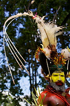 Traditional feathered headdress of Huli Wigmen from Tari area, Southern Highlands Province. Goroka, Eastern Highlands Province, Papua New Guinea. September 2004