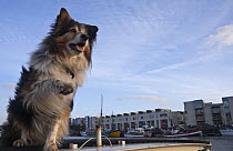 Welsh Sheepdog "Ollie" holding out paw on houseboat (wide beam barge) "Skyloom". Bristol Floating Habour, UK. March 2009.