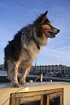 Welsh Sheepdog "Ollie" on houseboat (wide beam barge) "Skyloom". Bristol Floating Habour, UK. March 2009.