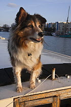 Welsh Sheepdog "Ollie" on houseboat (wide beam barge) "Skyloom". Bristol Floating Habour, UK. March 2009.